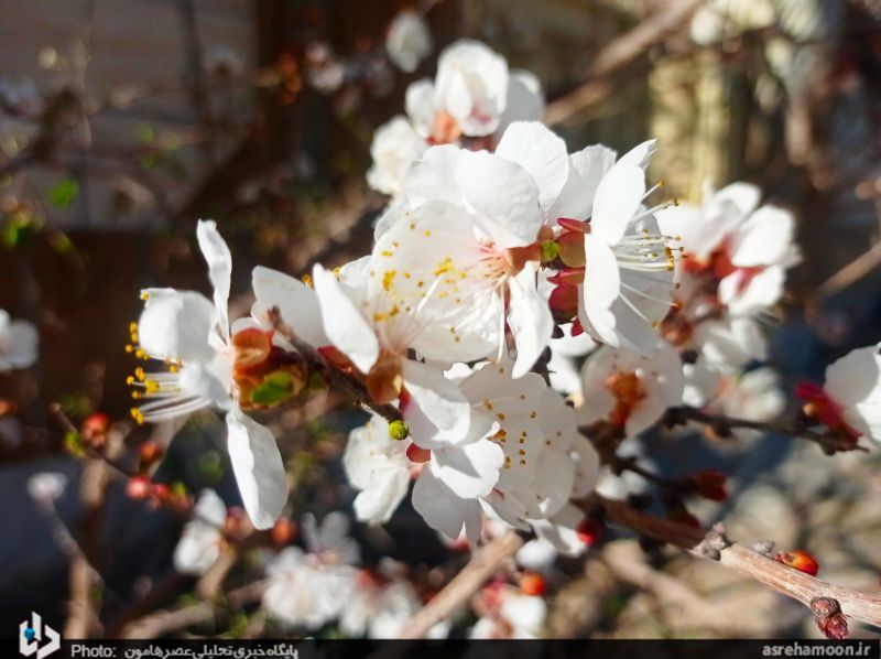 عکس/ شکوفه‌های بهاری در زمستان سراوان