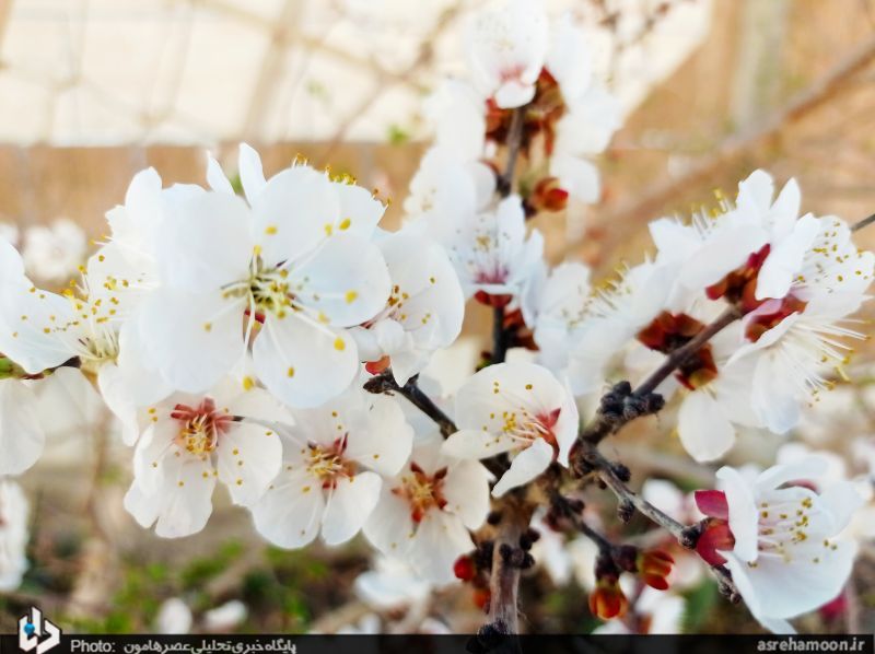 عکس/ شکوفه‌های بهاری در زمستان سراوان