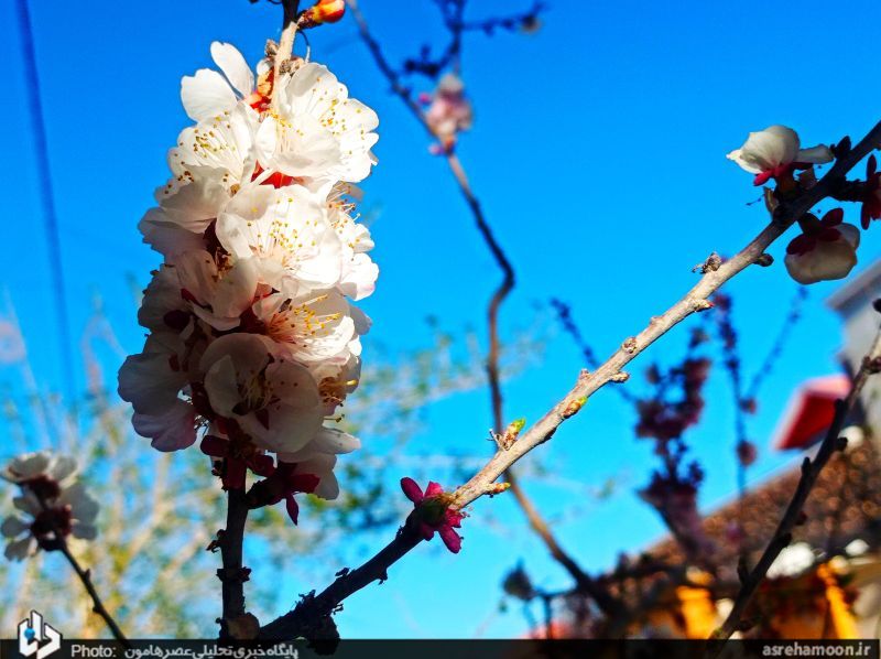 عکس/ شکوفه‌های بهاری در زمستان سراوان