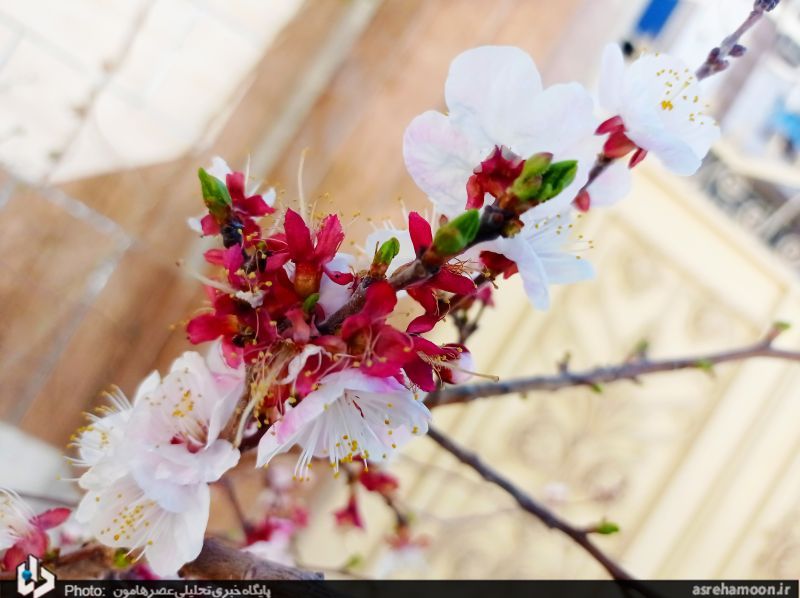 عکس/ شکوفه‌های بهاری در زمستان سراوان