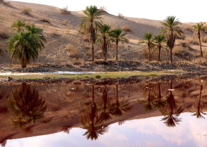 عکس/ آب‌سُرخ جازموریان شگفتانه‌ای در دل کویر