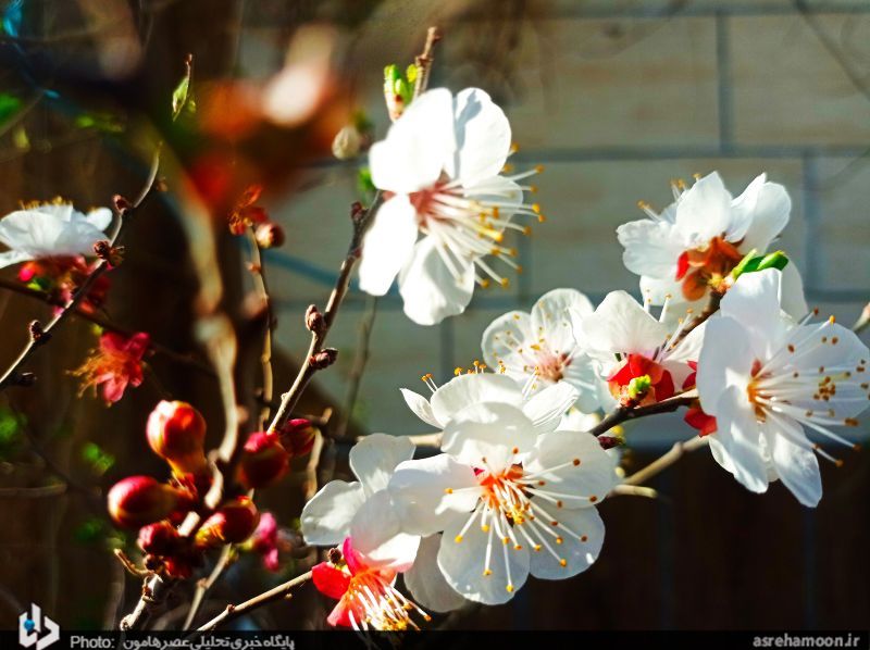 عکس/ شکوفه‌های بهاری در زمستان سراوان