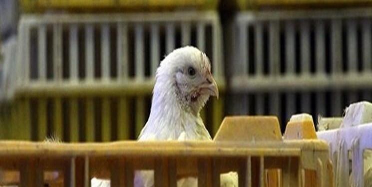 ابهامات قیمت مرغ در البرز؛ قیمت یک هفته‌ای به مصوبه تنظیم بازار می‌رسد!