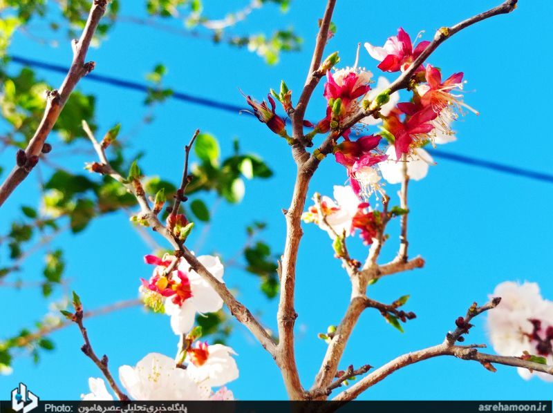 عکس/ شکوفه‌های بهاری در زمستان سراوان