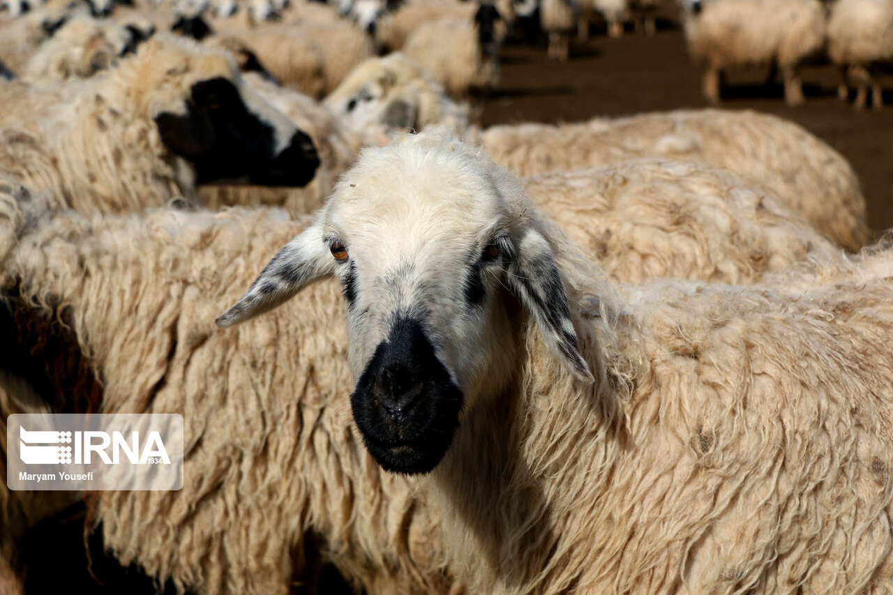 عکس/ پرورش سنتی دام سبک با اصلاح نژادی در مرند