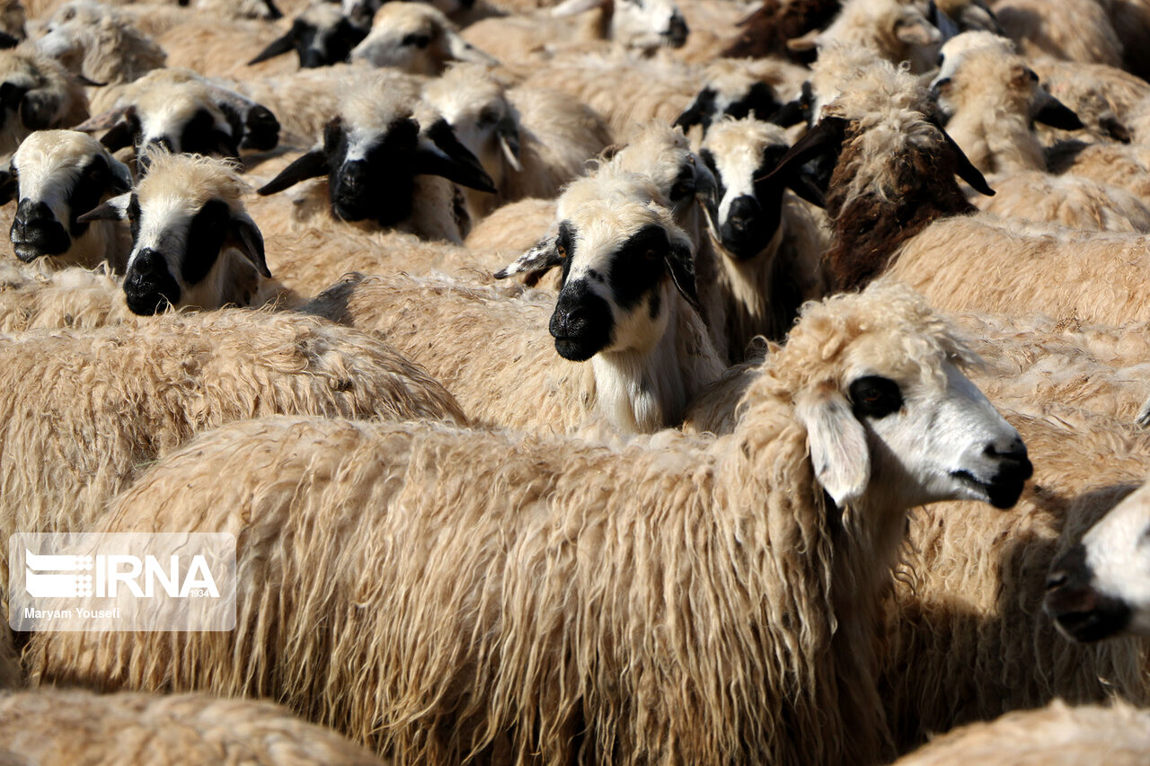 عکس/ پرورش سنتی دام سبک با اصلاح نژادی در مرند