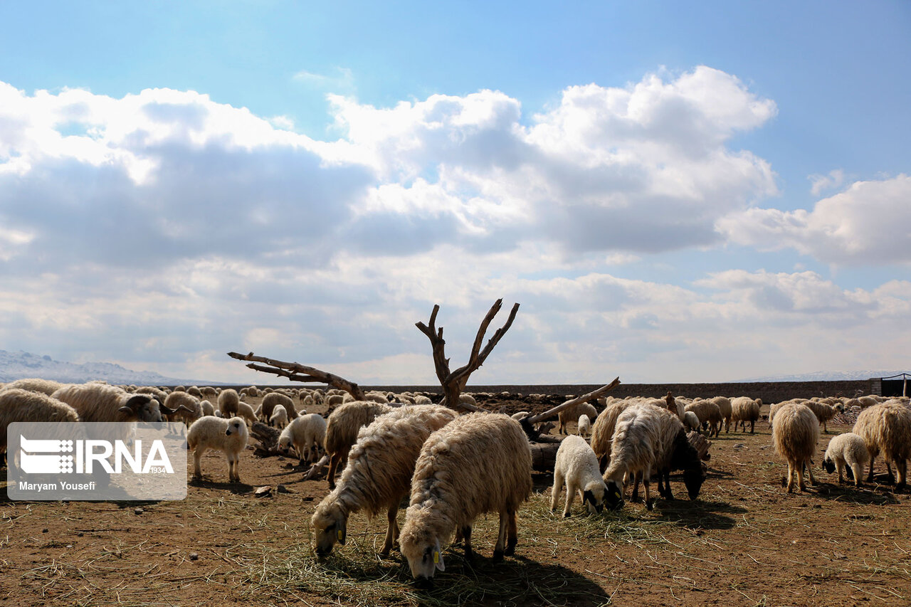 عکس/ پرورش سنتی دام سبک با اصلاح نژادی در مرند