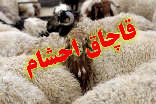 مهار ۴۰۰ راس دام در مرز حصارچه