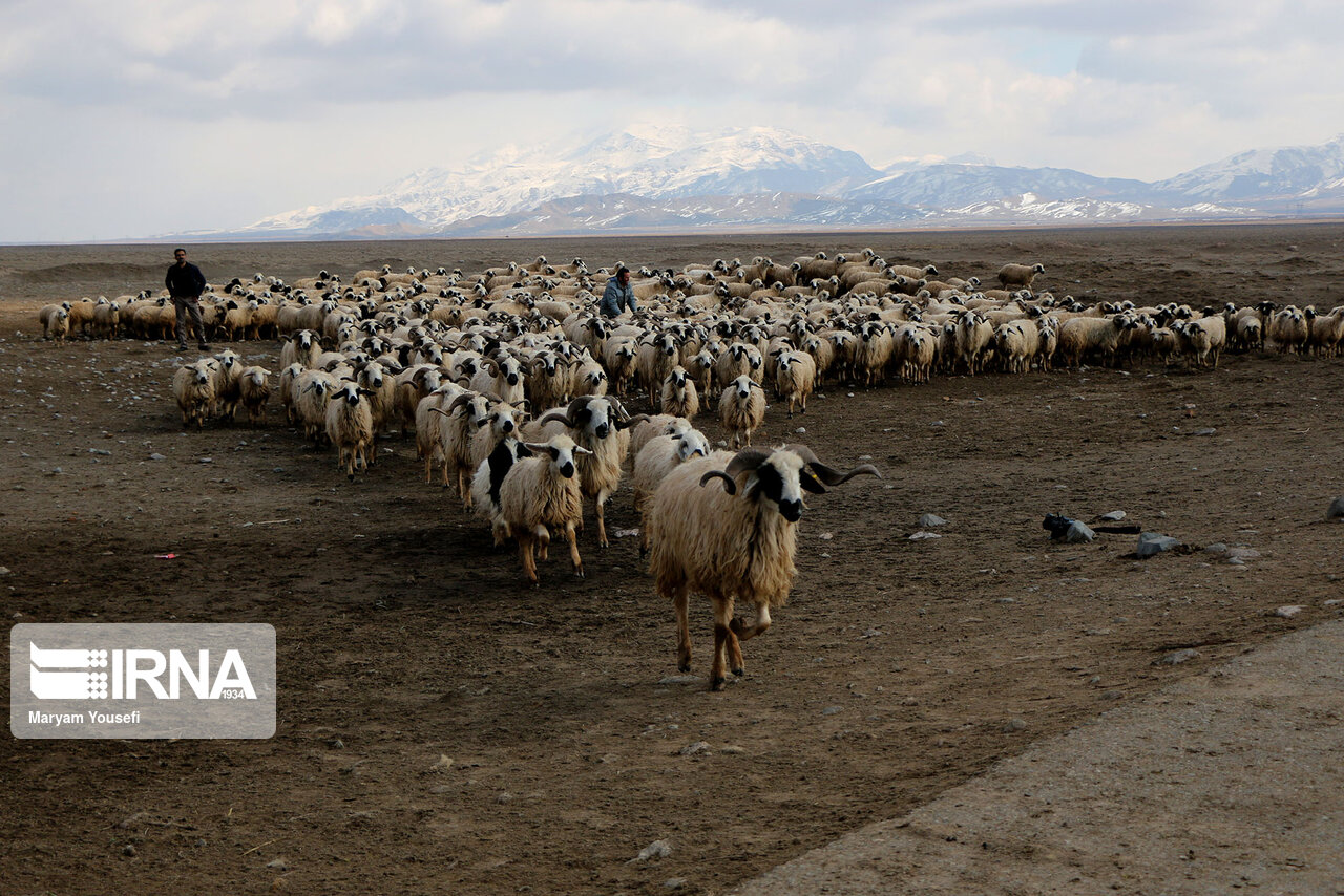 عکس/ پرورش سنتی دام سبک با اصلاح نژادی در مرند