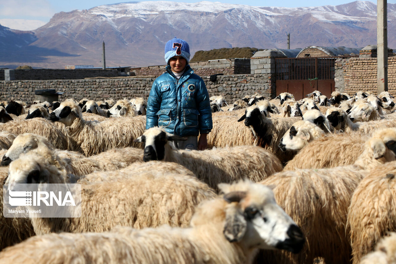 عکس/ پرورش سنتی دام سبک با اصلاح نژادی در مرند