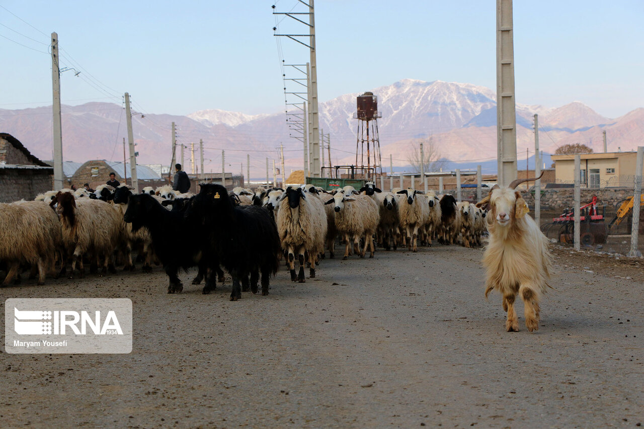 عکس/ پرورش سنتی دام سبک با اصلاح نژادی در مرند