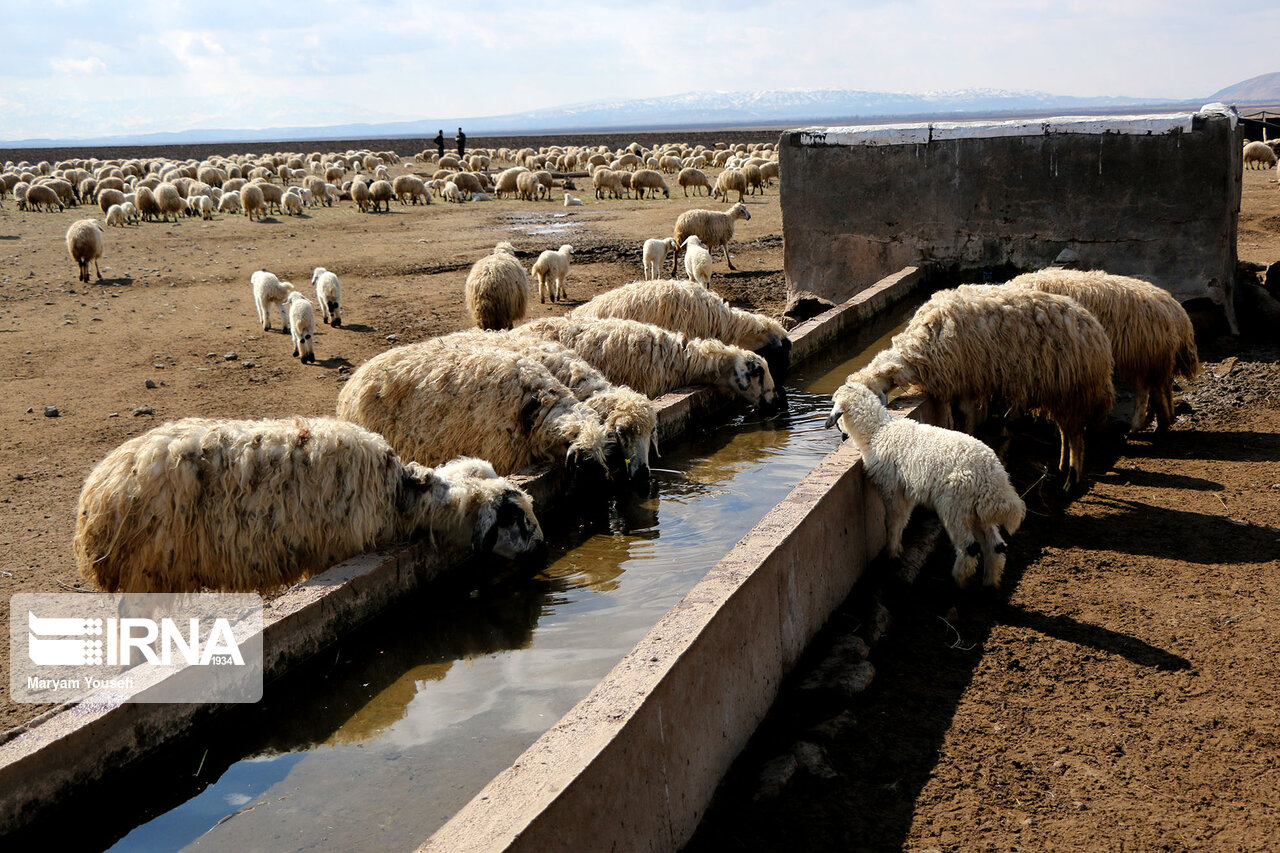عکس/ پرورش سنتی دام سبک با اصلاح نژادی در مرند