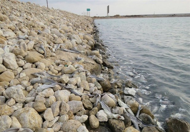 مرگ تکاندهنده هزاران ماهی در بندر عسلویه