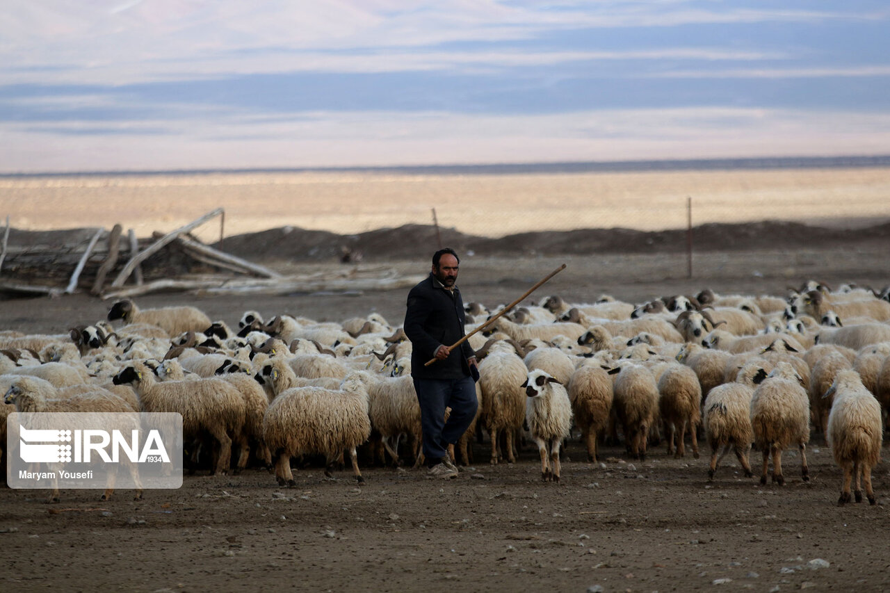 عکس/ پرورش سنتی دام سبک با اصلاح نژادی در مرند