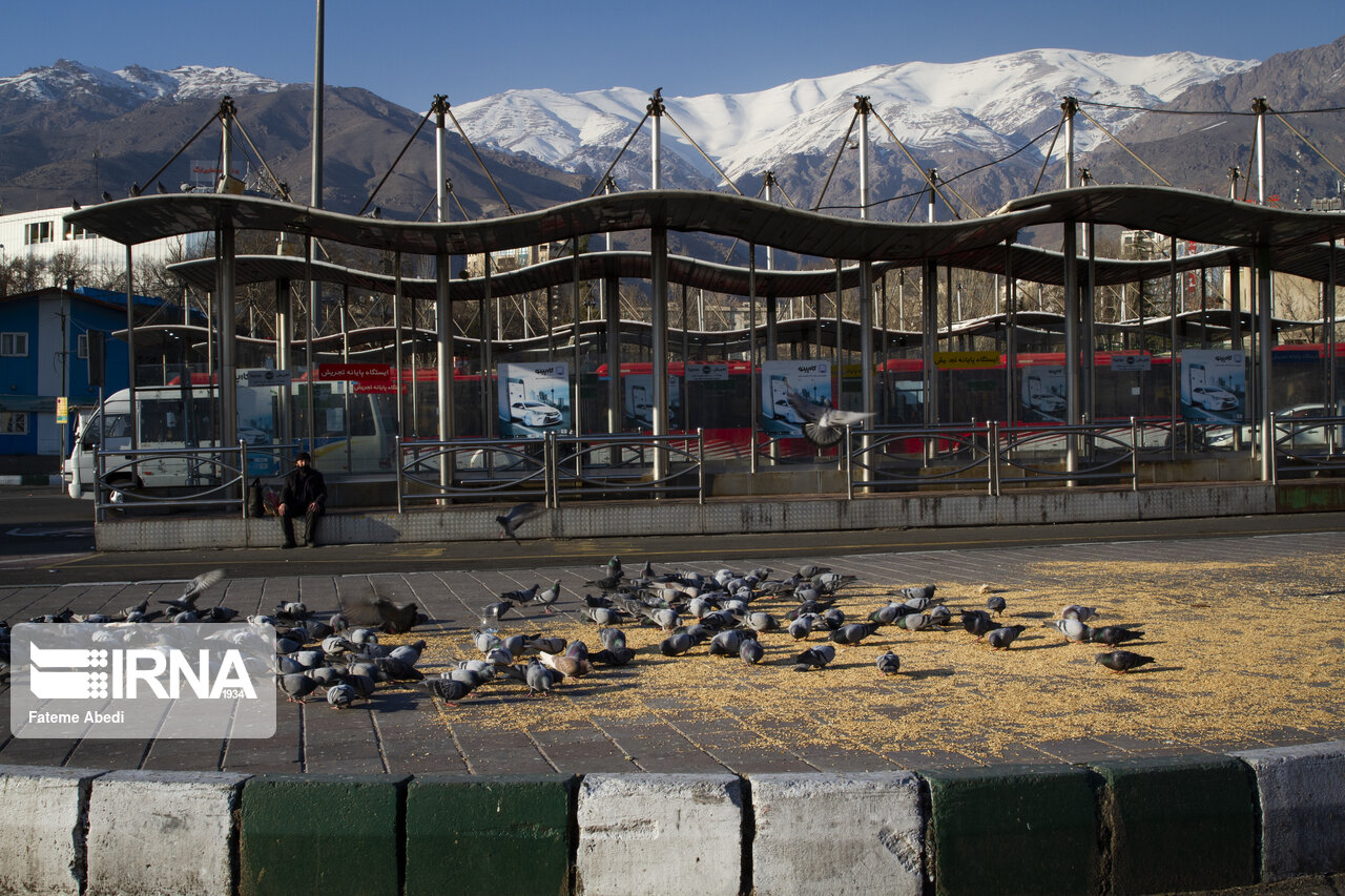 مهربانی با پرندگان در سرمای زمستان