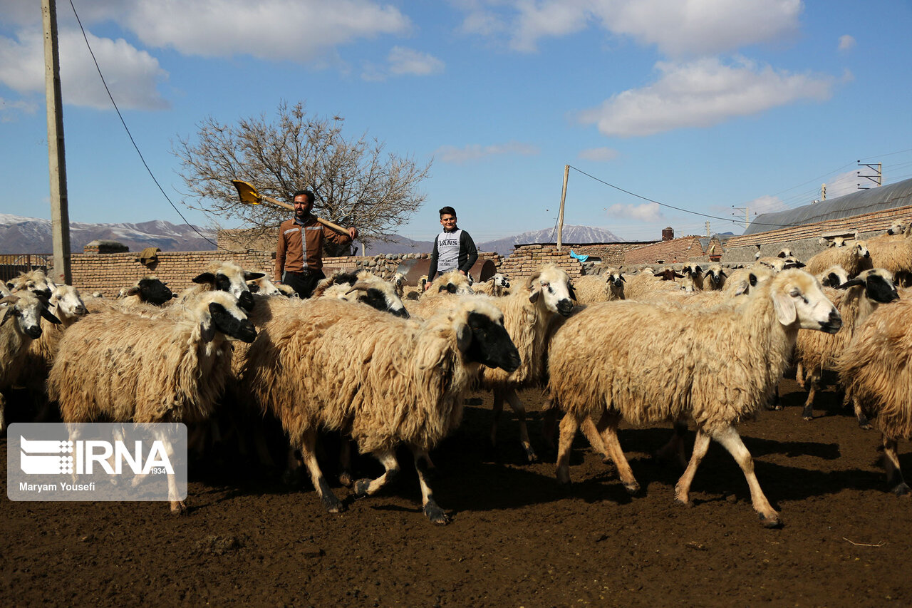 عکس/ پرورش سنتی دام سبک با اصلاح نژادی در مرند