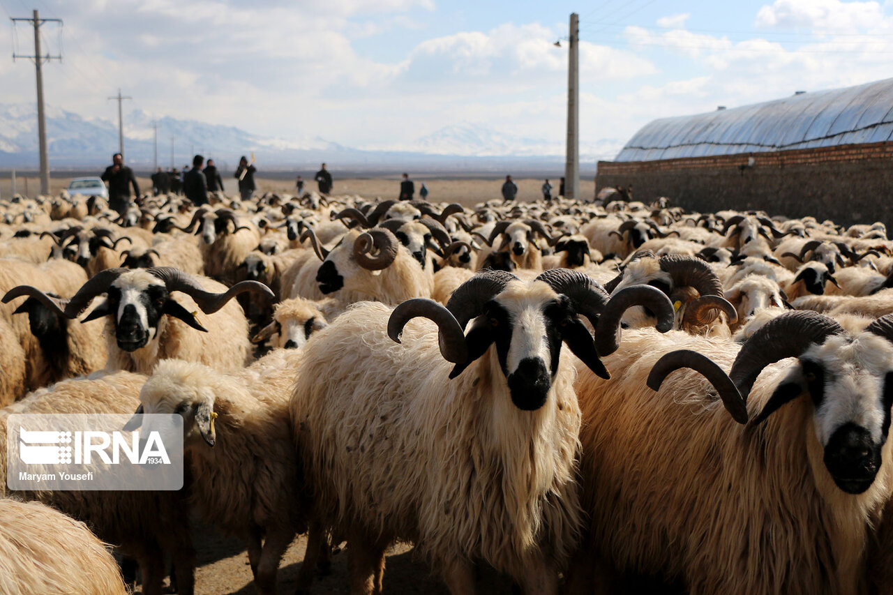 عکس/ پرورش سنتی دام سبک با اصلاح نژادی در مرند