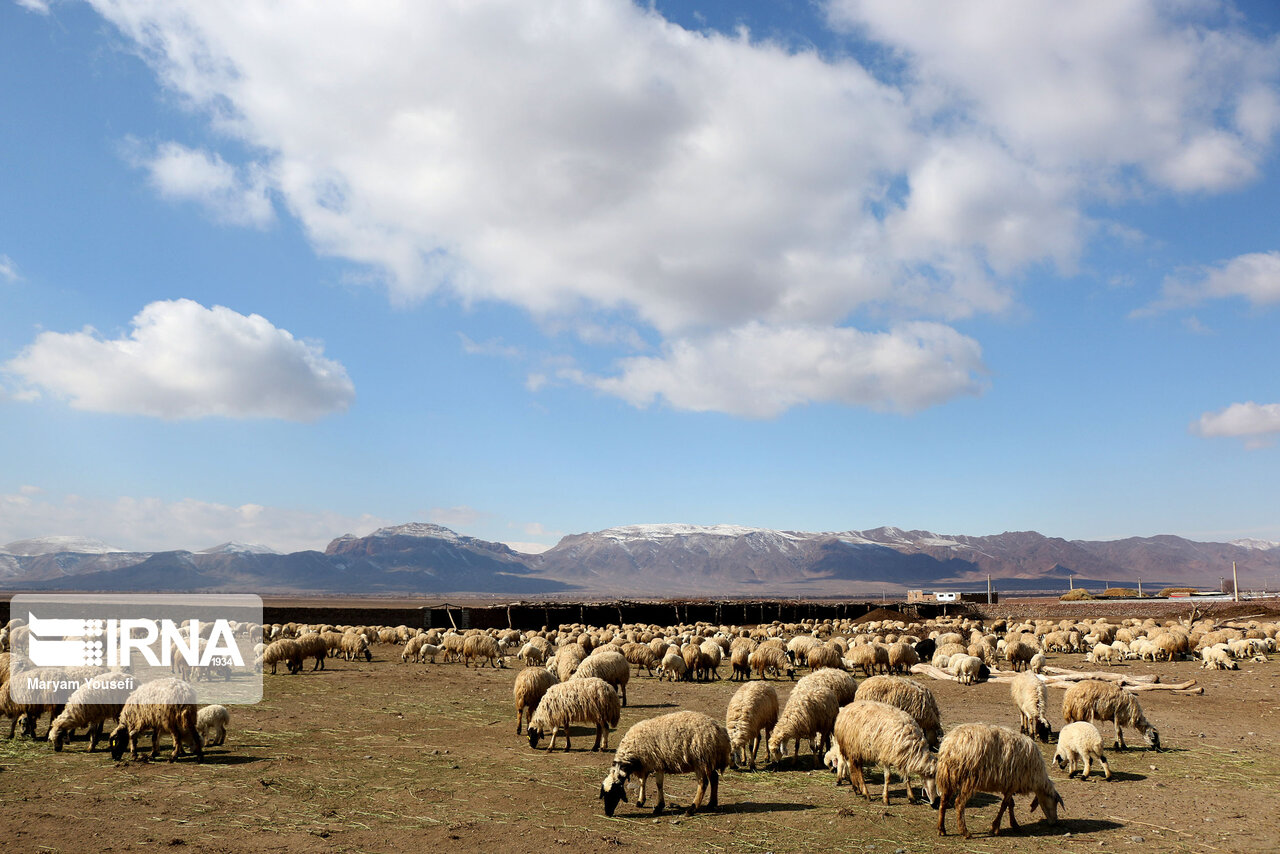 عکس/ پرورش سنتی دام سبک با اصلاح نژادی در مرند