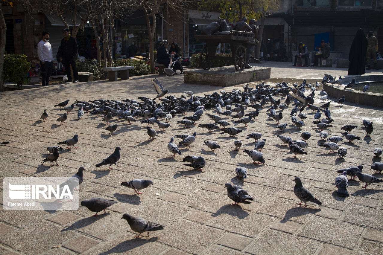 مهربانی با پرندگان در سرمای زمستان