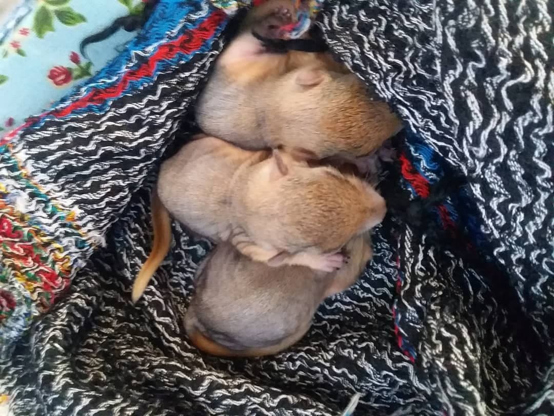 کشف ۳ بطانه بچه سنجاب در مریوان