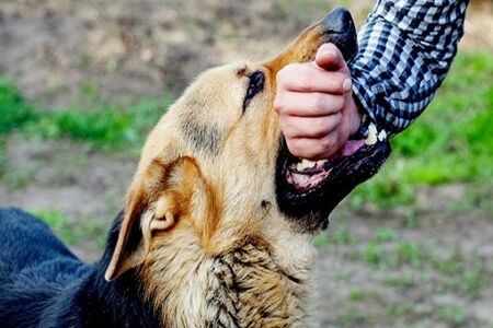 از غذا دادن به سگ و گربه خیابانی خودداری کنید؛ درباره بیماری کشنده «هاری» بیشتر بدانیم