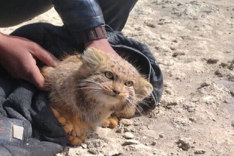 مشاهده ی گربه پالاس در محدوده تالاب گاوخونی اصفهان