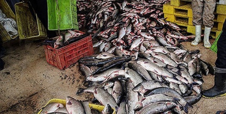 کشف ۵ تن ماهی قاچاق در دشتیاری