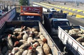 سارق ۱۳۰ راس دام در اسلام آبادغرب دستگیر شد