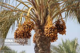 برگزاری رویداد ایده پردازی فرآوری خرما در زاهدان