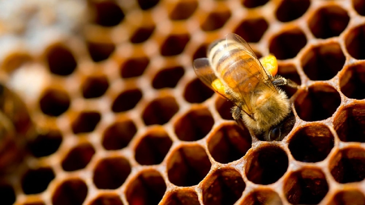 زنبورهایی که در بشرویه قاچاقی عسل تولید می کردند