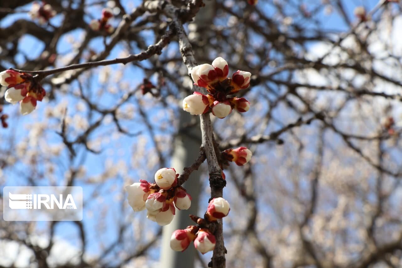 عکس/ نوید بهار با شکوفه‌های زردآلو در بوکان