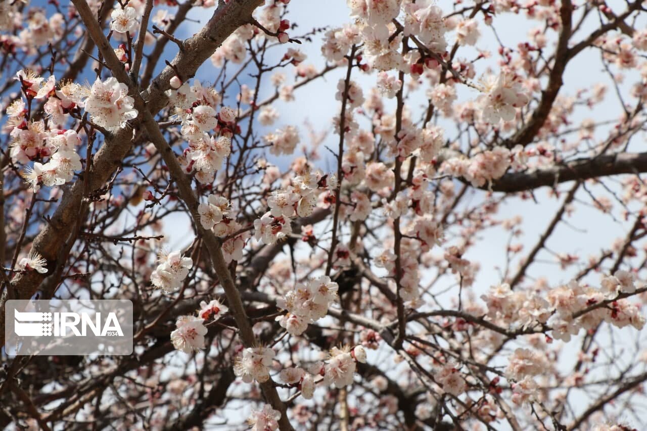 عکس/ نوید بهار با شکوفه‌های زردآلو در بوکان