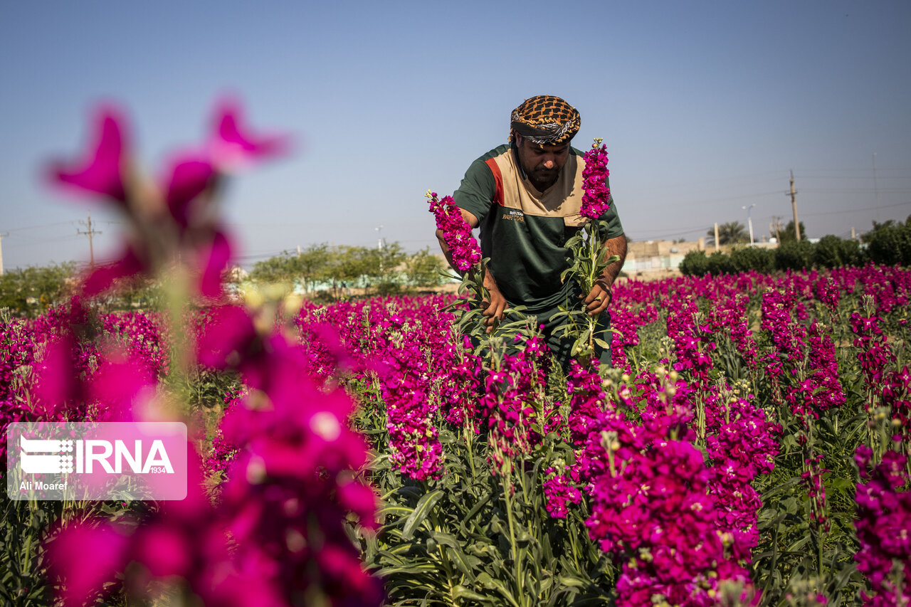 برداشت گل در شهرستان حمیدیه