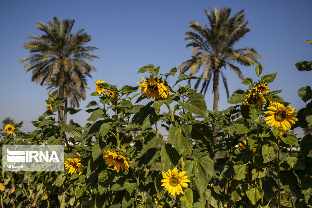 برداشت گل در شهرستان حمیدیه