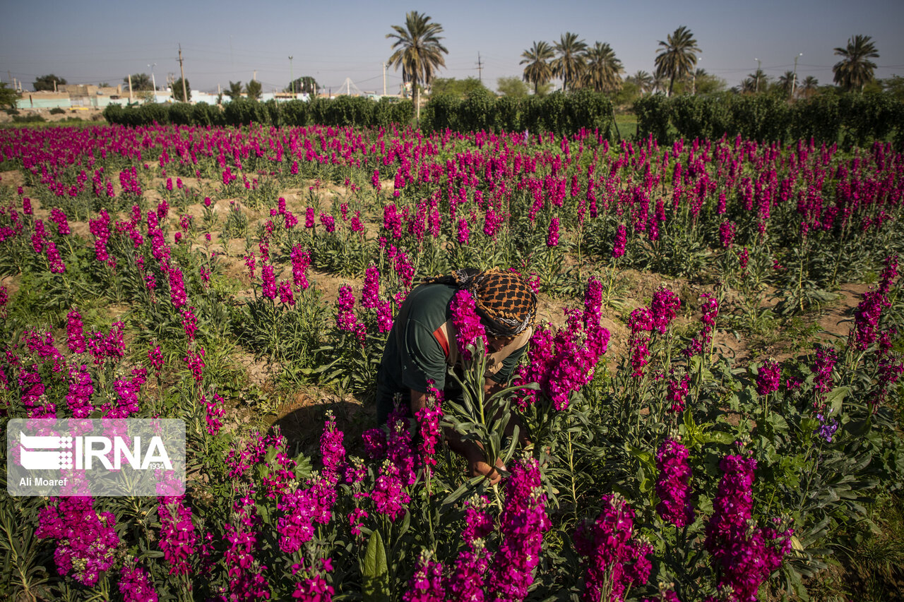 برداشت گل در شهرستان حمیدیه