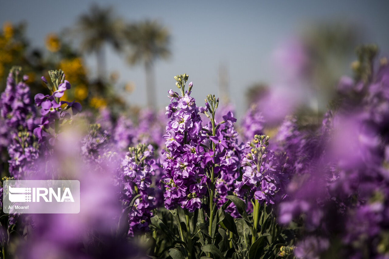 برداشت گل در شهرستان حمیدیه
