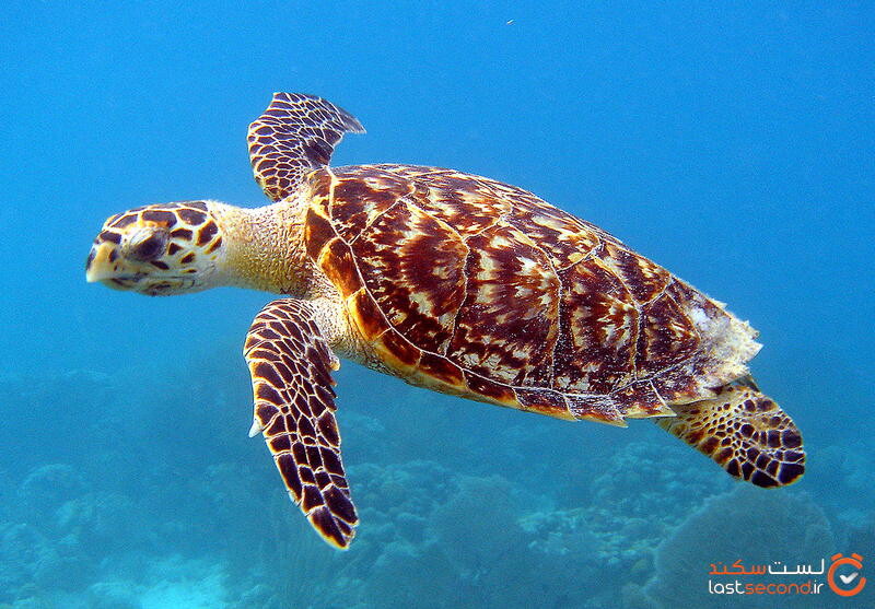 زیباترین و کمیاب‌ترین لاک‌پشت جهان در خلیج فارس
