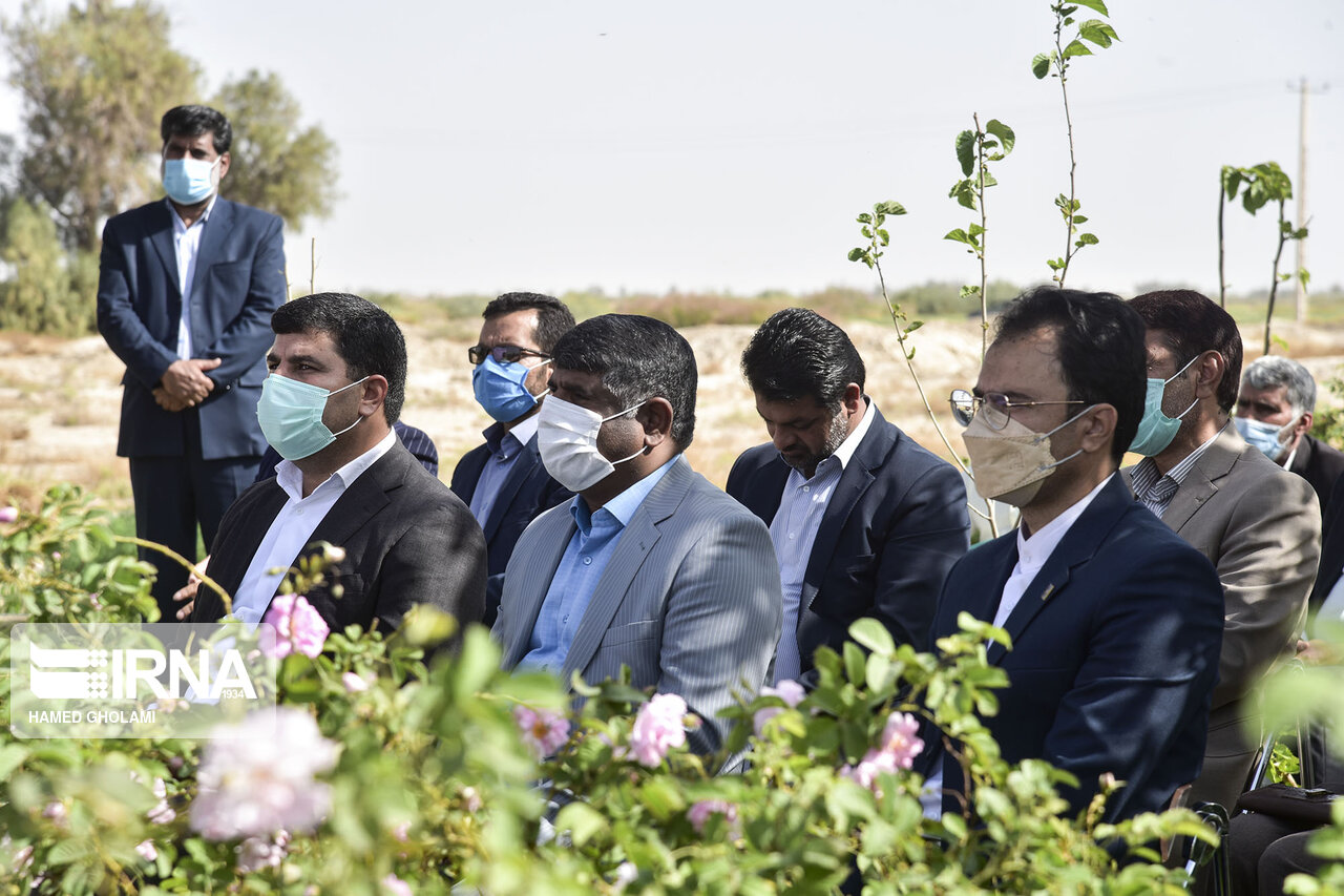 عکس/ برگزاری جشنواره گلاب‌گیری در زابل