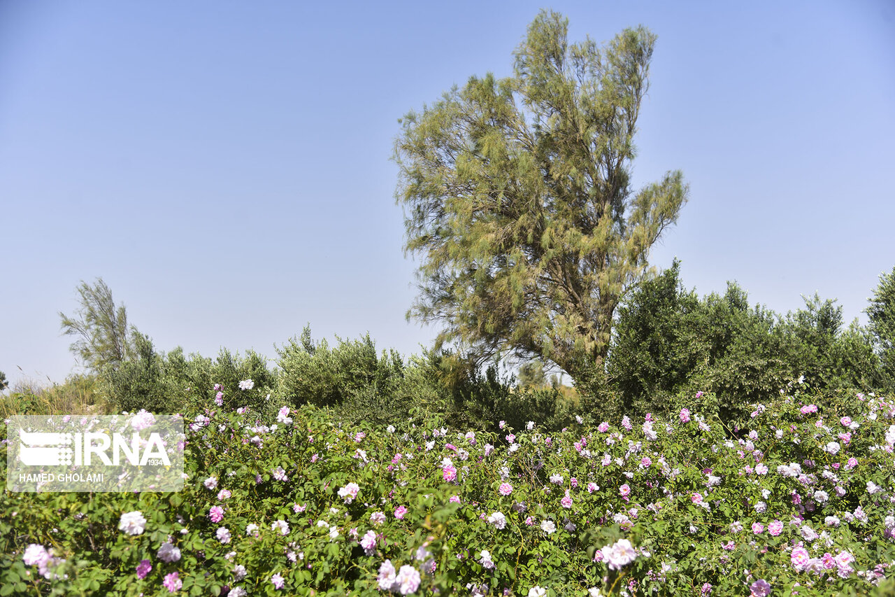عکس/ برگزاری جشنواره گلاب‌گیری در زابل