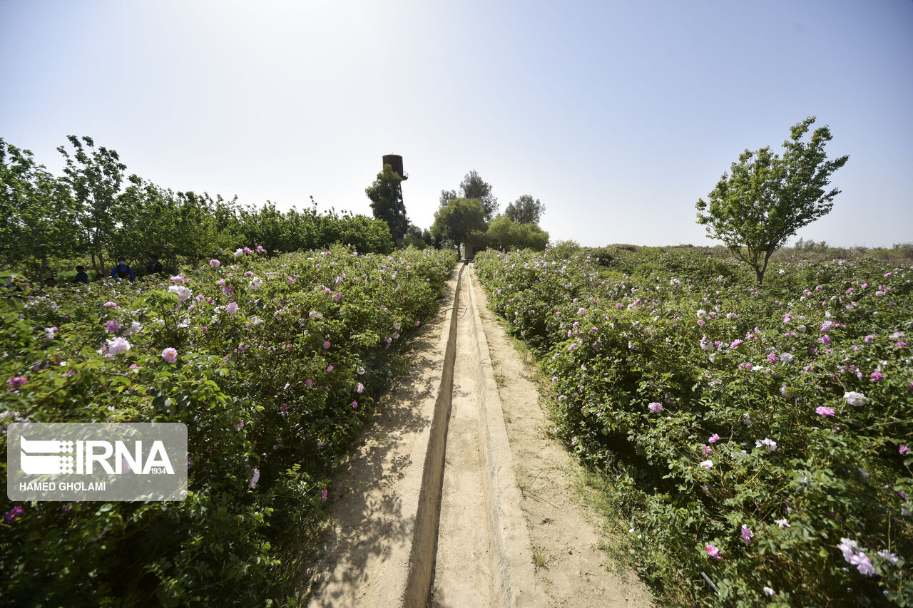 عکس/ برگزاری جشنواره گلاب‌گیری در زابل