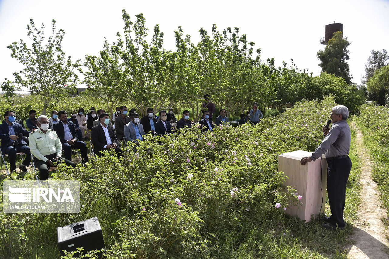 عکس/ برگزاری جشنواره گلاب‌گیری در زابل