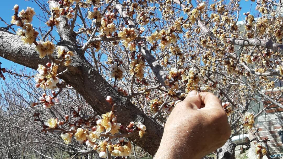 سرما ۲۶ میلیارد به کشاورزان جاجرمی خسارت زد