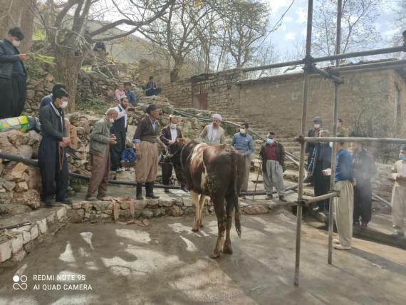 عکس/ ذبح حیوان جهت بارش باران در نودشه