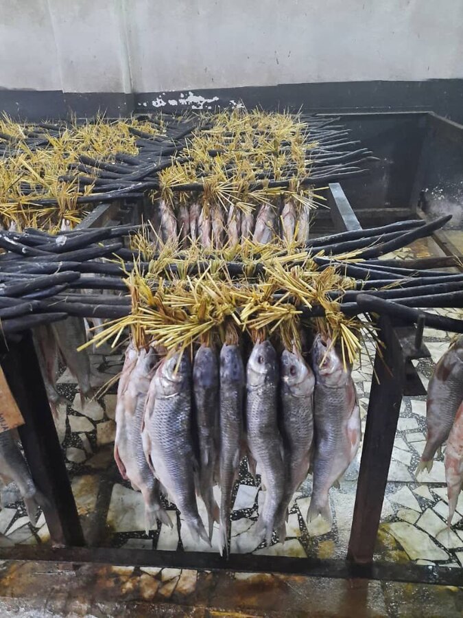 عکس/ گشت و گذاری در کارگاه تهیه ماهی دودی