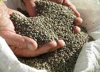 ارتقای ارزش غذایی روغن شاهدانه با فرمولاسیون نانویی
