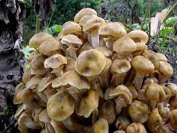 هشدار جهاد کشاورزی درباره مصرف قارچ‌های سمی