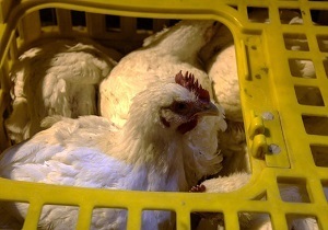بار مرغ فاقد مجوز به مقصد نرسید