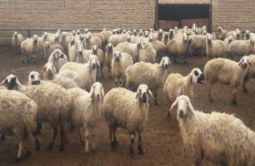 دستگیری سارق و کشف ۲۴ رأس گوسفند مسروقه
