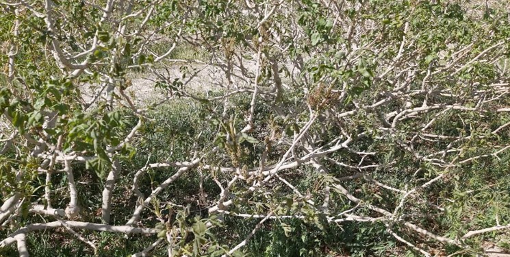 خسارت شدید کاهش دما به محصول پسته در انار
