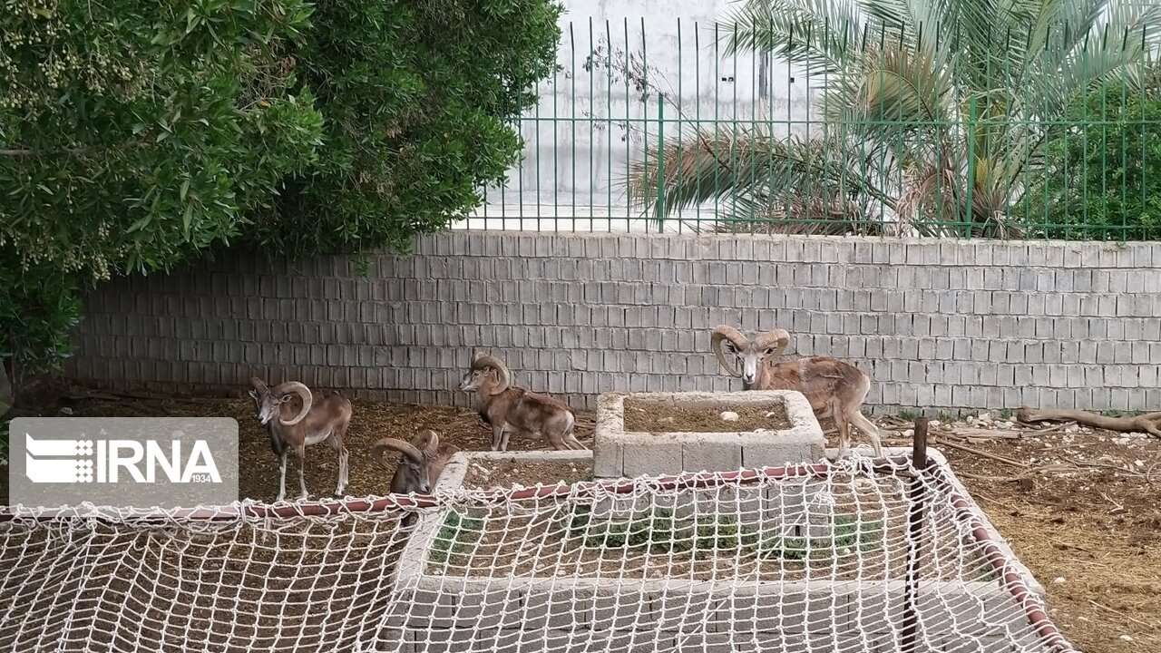 عکس/ مرکز تکثیر و پرورش گونه‌های حیات وحش در دشتستان